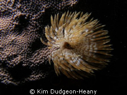 Feather duster. Taken free-diving with an Olympus 7070 an... by Kim Dudgeon-Heany 